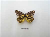 藏品(黃裙豔粉蝶)的圖片